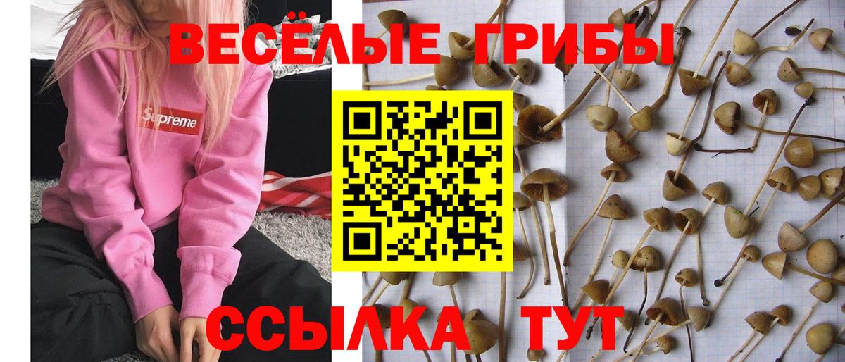 Псилоцибиновые грибы мухоморы Губкинский